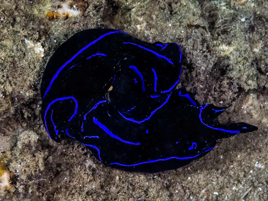 Heller & Thompson, 1983